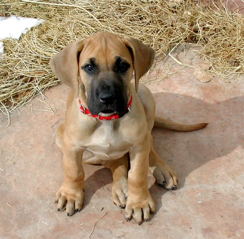 A Great Dane puppy, though this one is sort of a cutie.
