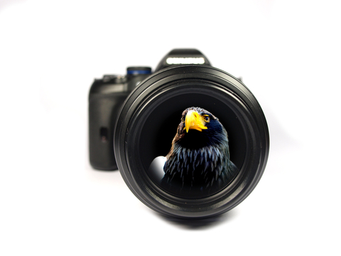 How to Showcase Your Best Work