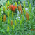 Lillies ready to bloom. Lillies ready to bloom.