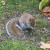 A squirrel eating bird seed. A squirrel eating bird seed.