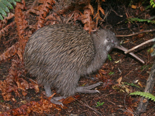 The fruit were named after the kiwi bird, the symbol of New Zealand, because their hairy skins were thought to resemble the bird.