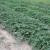 A Huge Field Of Sweet Potatoes Growing In Alabama.