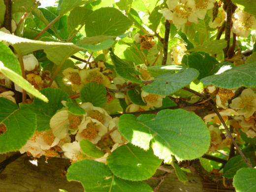 Kiwifruit Flowers