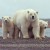 What kind of future lies ahead for the polar bear? What kind of future lies ahead for the polar bear?