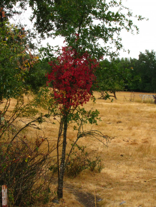 The red part is the poison oak