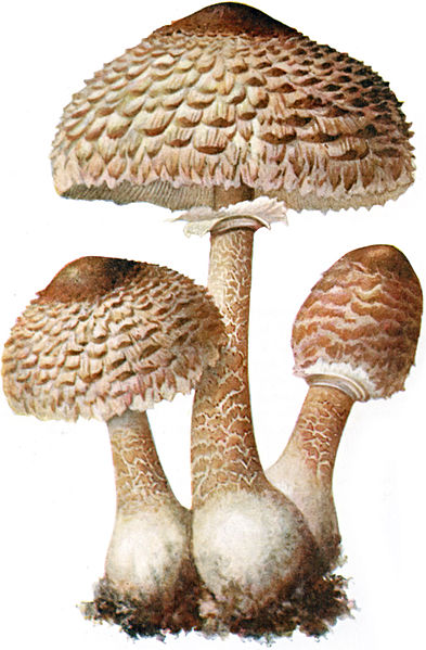 Parasol Mushroom (Macrolepiota procera) 