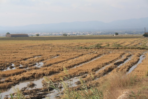 L'Ampolla, Spain - Birds on The Ricefields