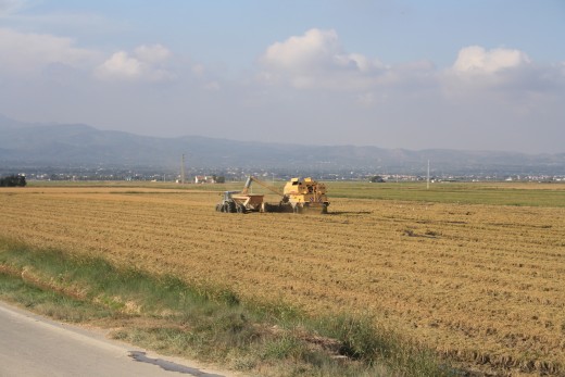 Rice Fields - L'Ampolla, Spain - Rice Harvest