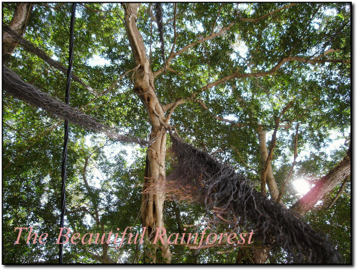 Tropical Forest