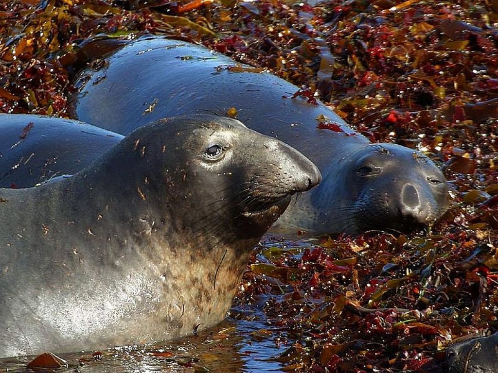 Deep Diving Mammals Tricks Revealed - How They Hold Breath for Hours