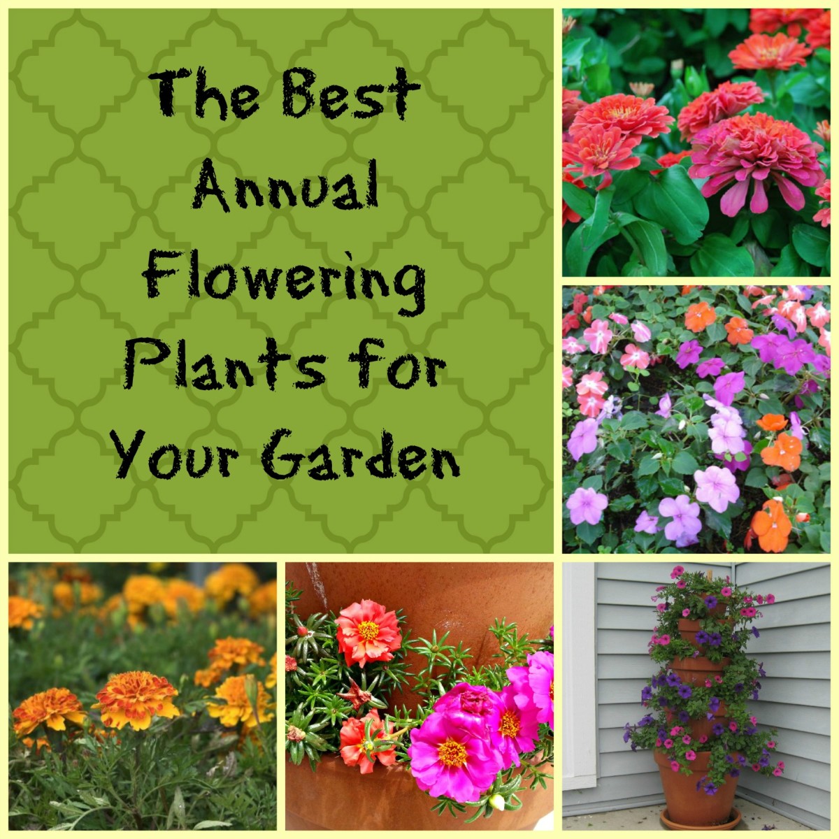 The Best Annual Flowering Plants for Your Garden | HubPages