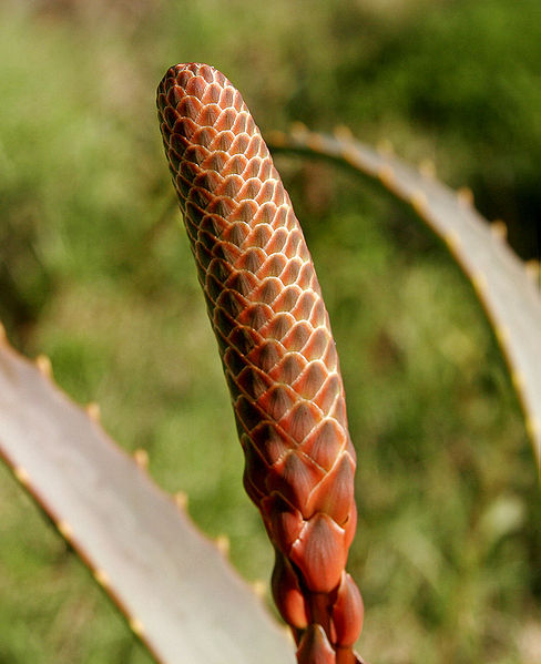 Bud of aloe vera flowers