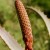 Bud of aloe vera flowers