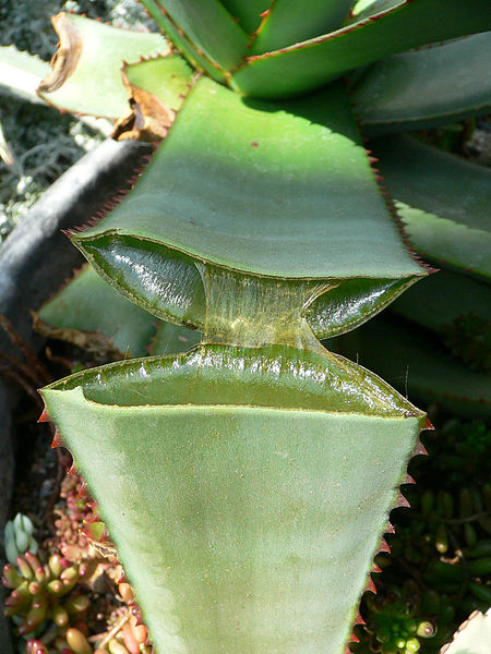  Aloe Vera gel Juice extract 