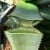  Aloe Vera gel Juice extract 