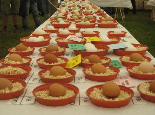 What to do in Cornwall in July: Prize Eggs at Stithians Agricultural Show