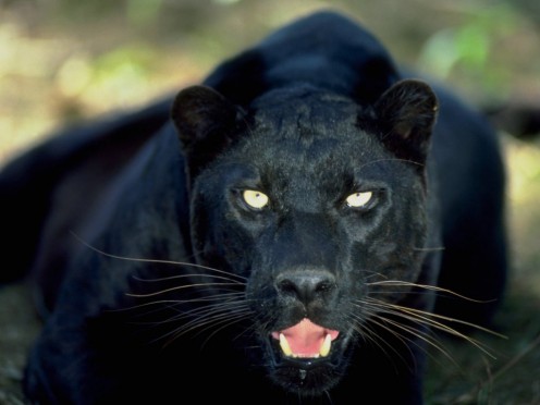 Angry woman often can behave as wild panther