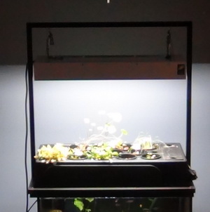 An operating aquaponics filter on top of a 20 gallon (24" x 12") aquarium