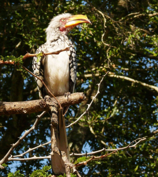 Southern Yellow-billed Hornbill