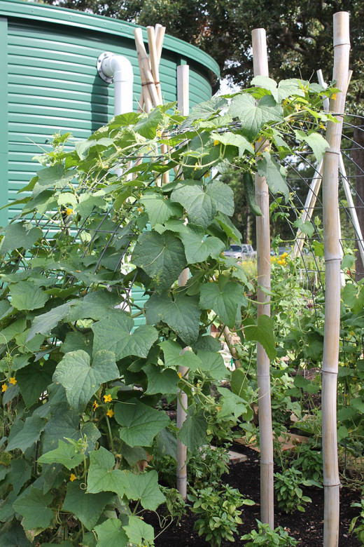 Arch trellis for cucumbers allows open space for other plants below.