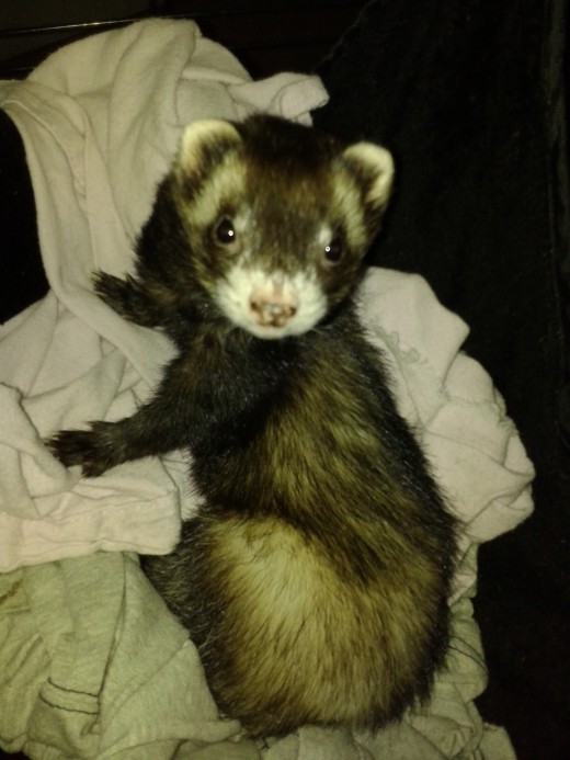 Little Rascal, she is considered a small ferret. 