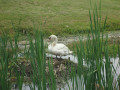 Encounters with Swans