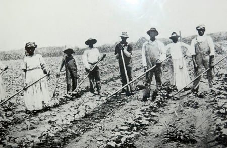 Workers on a cotton plantation in the US south.