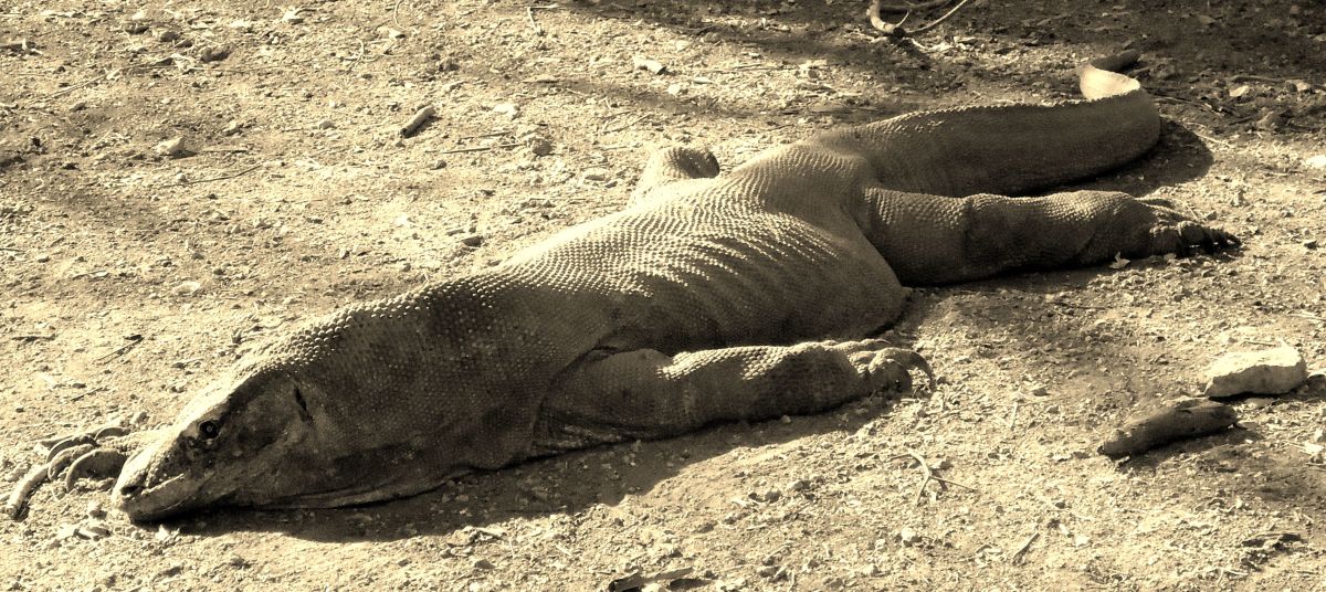 Picture of a Komodo Dragon in their natural habitat on Rinca Island, Indonesia