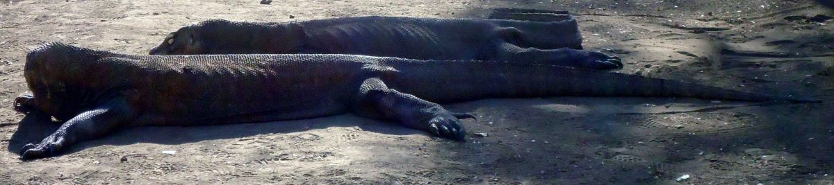 Fact about Komodo Dragons: They can grow up to 3 meters in length!