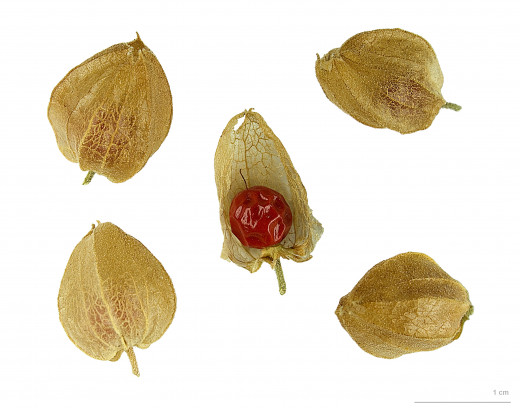 The Ashwagandha berry (center) and leaves containing the fruit in the unbloomed state (corners).