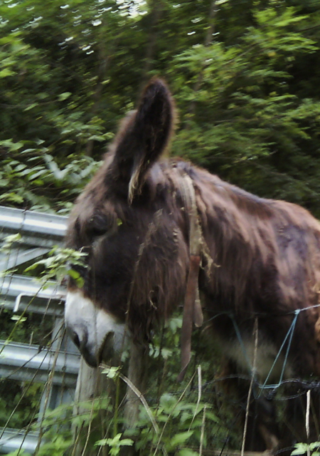 The friendly donkey who lives nearby