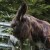 The friendly donkey who lives nearby The friendly donkey who lives nearby