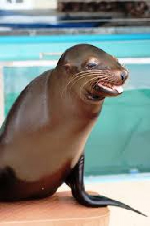 Splash Adventure Water Park in Bessemer, Alabama hubpages