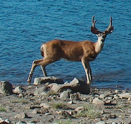 Deer along the shore of Snag Lake