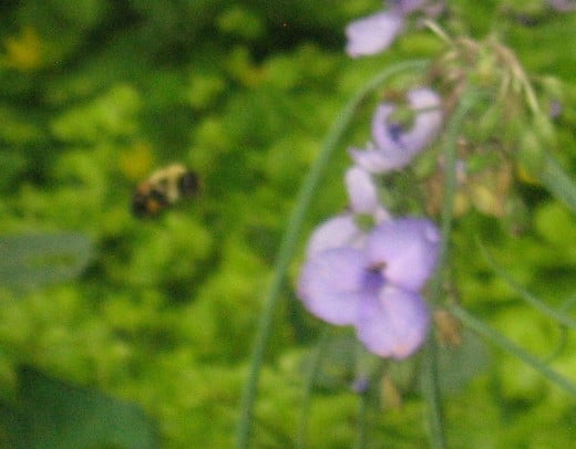 Bumble bee hovering.