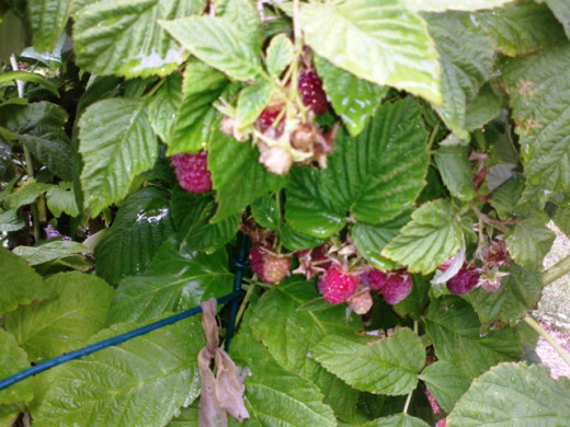 Ripening raspberries still on the vine. Raspberries are ripe and ready to pick when they are a deep purple and soft to the touch.