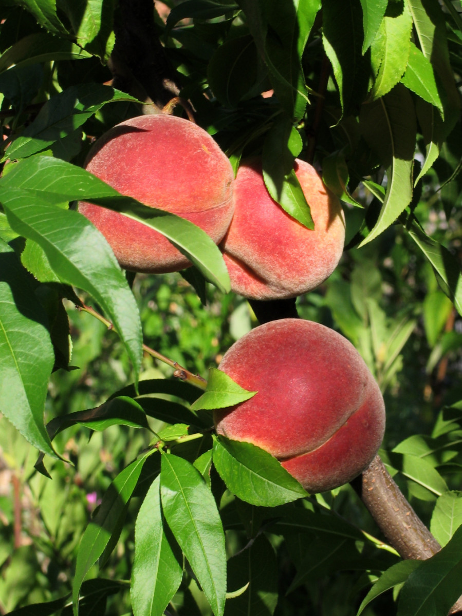 Peach Tree LikГ¶r