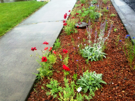 I call this the Gravel Pit Garden. The area between the street and sidewalk was filled with rust colored landscape rock. I sprinkled some wild flower seed and added the lamb's ear, which will spread and become a striking ground cover.