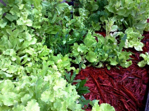 Black Simpson lettuce and green bunching onions came up from seed from the season before to create a bright sweep of color.