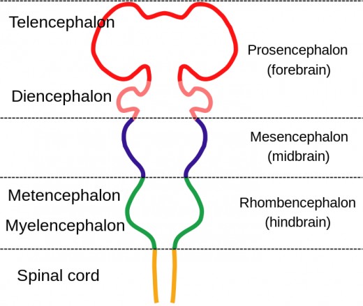 Embryonic Brain Embryonic Brain