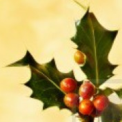 holly-turner profile image