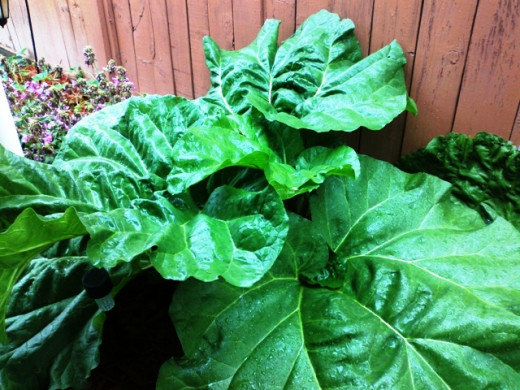 This rhubarb plant makes a nice landscape element. This rhubarb likes partial shade, but also likes the sun. It seems to like a fair amount of water when the stalks are getting big.