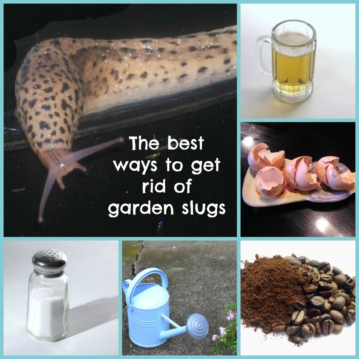 How To Get Rid Of Slugs In The Garden By Kathy Hull Dengarden