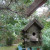 Bird house under the pines