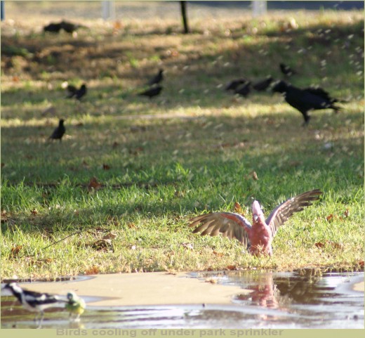 Caught this Galah cooling off under the sprinkler