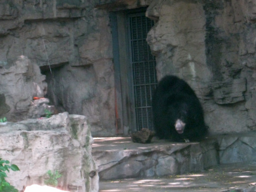 depressed bear