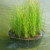 water plants
