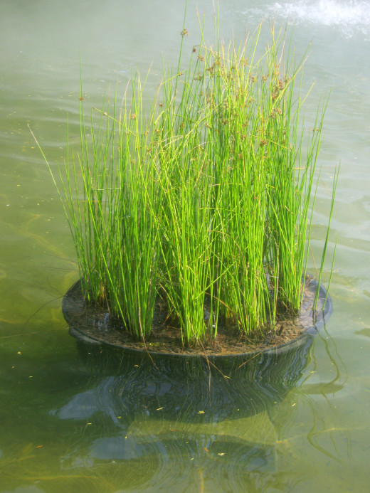 water plants