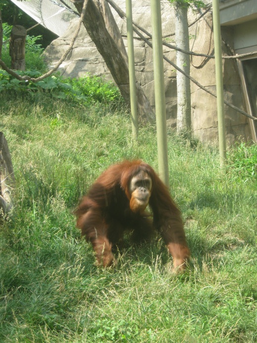 Monkey