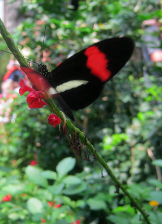 butterfly